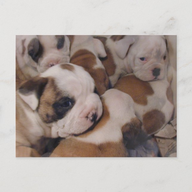 Carte postale Bulldog Puppies (Devant)