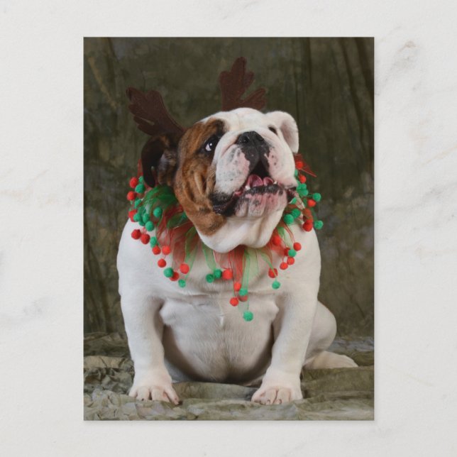Carte Postale Bulldog Reindeer anglais (Devant)
