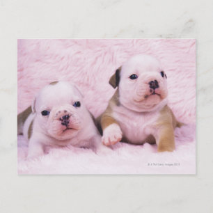 Carte Postale Bulldog ; souvent appelé le Bulldog anglais. est