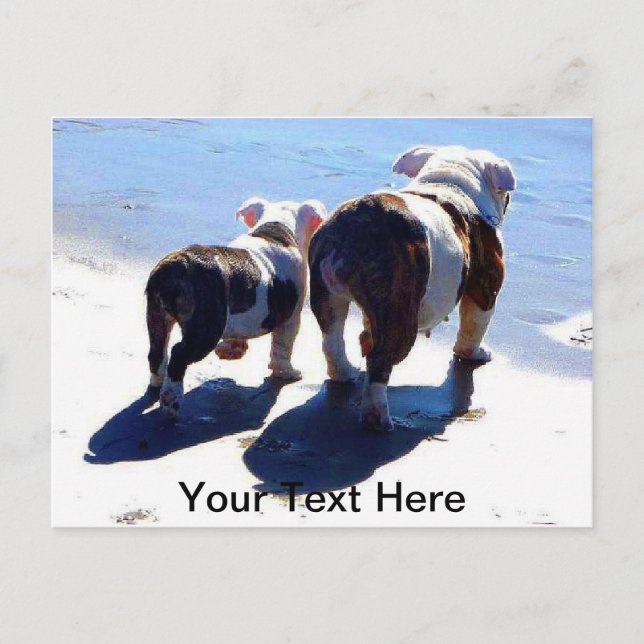 Carte Postale Bulldogs anglais (Devant)