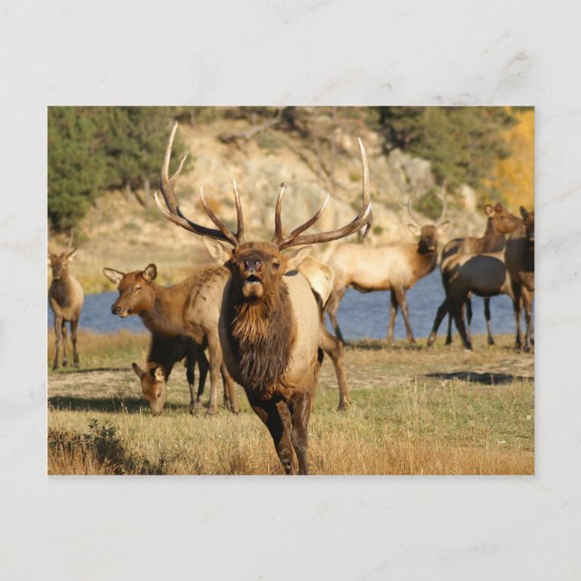 Carte Postale bulle (Devant)