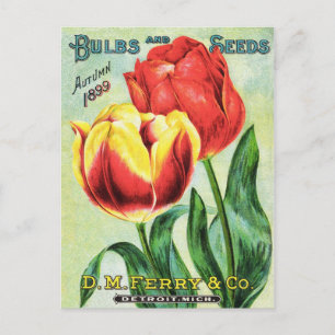Carte Postale Bulles et graines Tulipe rouge et jaune