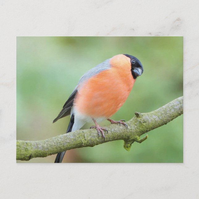 Carte Postale Bullfinch (Devant)
