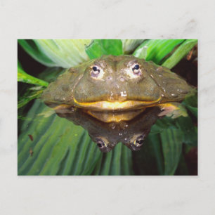 Carte Postale Bullfrog, Pyxicephalus 2