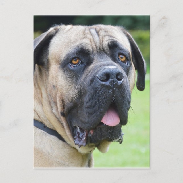 Carte Postale Bullmastiff (Devant)