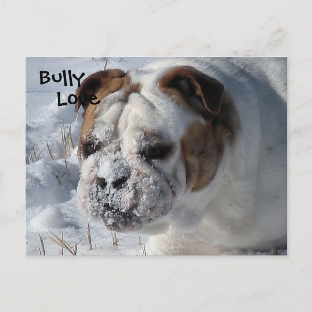 Carte Postale Bully de neige - Bulldog anglais (Devant)