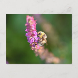 Carte Postale Bumble Bee