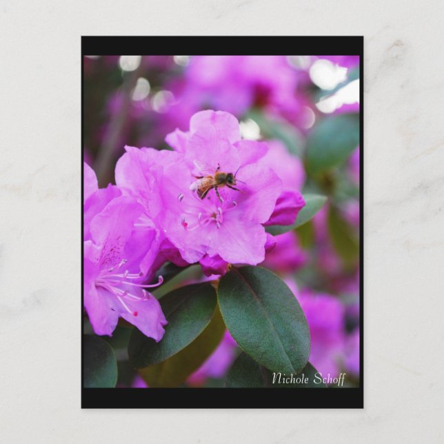 Carte postale Bumble Bee (Devant)