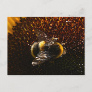 Carte Postale Bumble Bee