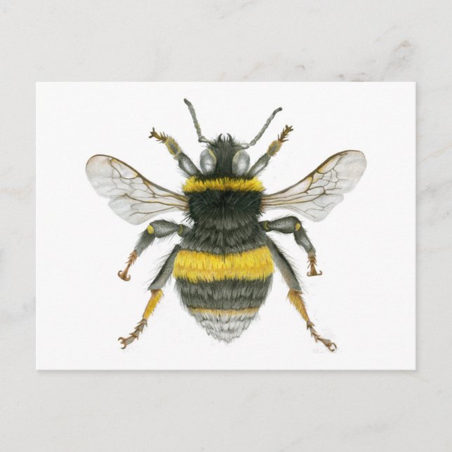 Carte postale Bumble Bee (Devant)