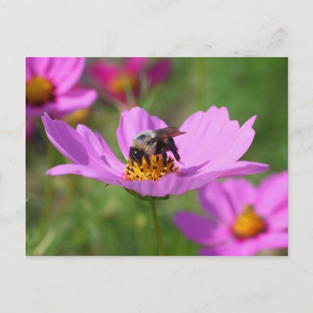 Carte Postale Bumble Bee On Cosmos (Devant)