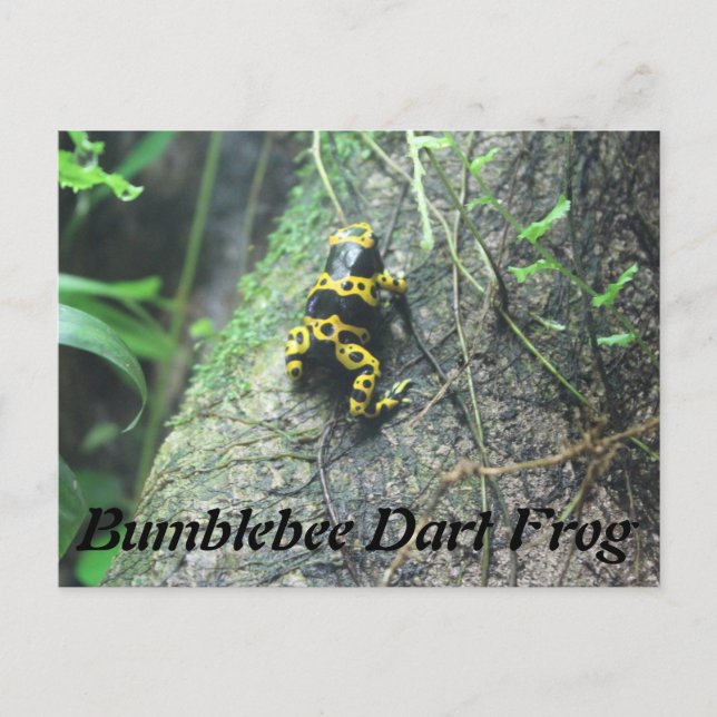 Carte Postale Bumblebebee Grenouille à tarte # 3 (Devant)