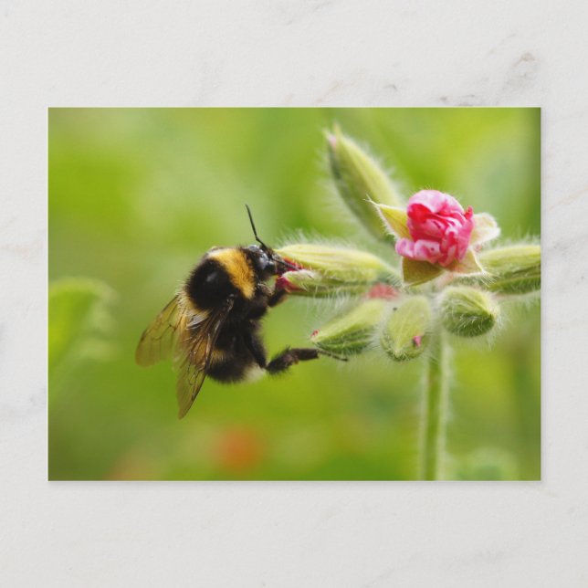 Carte postale Bumblebee (Devant)