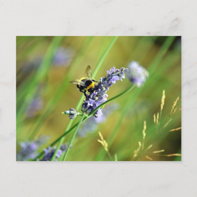 Carte Postale Bumblebee & Lavender (Devant)