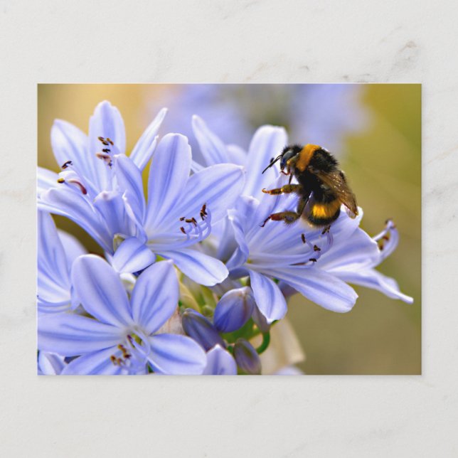 Carte Postale Bumblebee se nourrit de fleur (Devant)