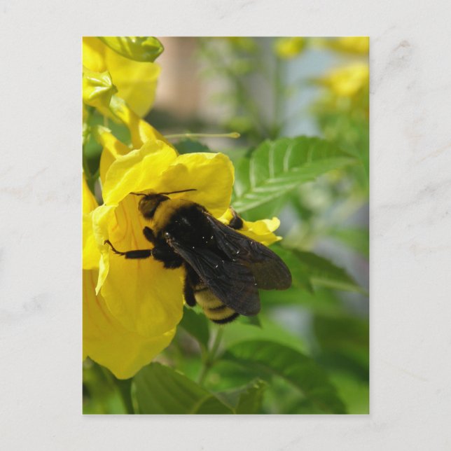 Carte Postale Bumblebee sur Esperanza Flower (Devant)