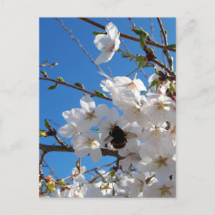 Carte Postale Bumblebee sur la fleur de cerisier sauvage