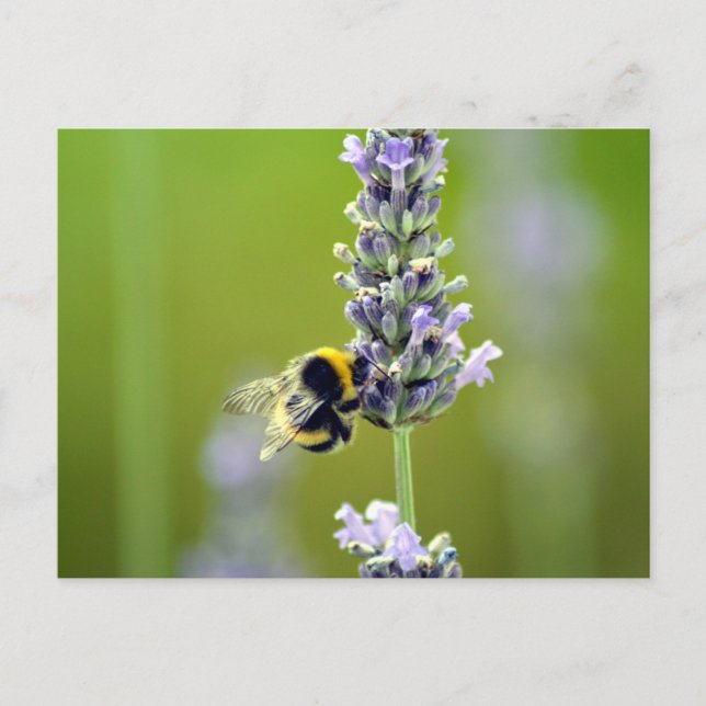 Carte Postale Bumblebee sur Lavender (Devant)