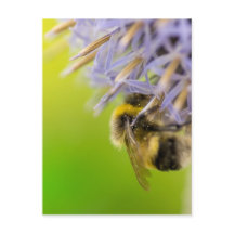 Bumblebee sur une fleur