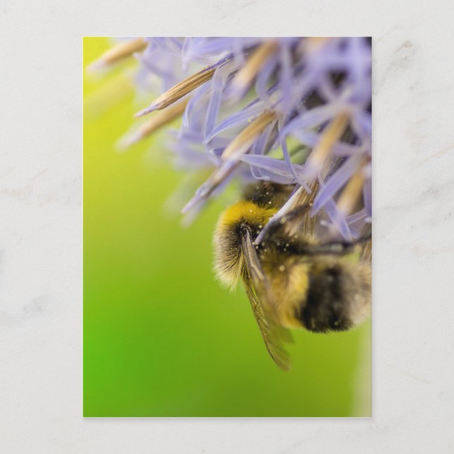 Carte Postale Bumblebee sur une fleur (Devant)