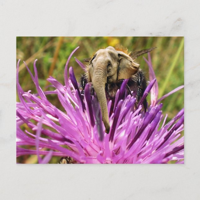 Carte Postale Bumblefant (Devant)