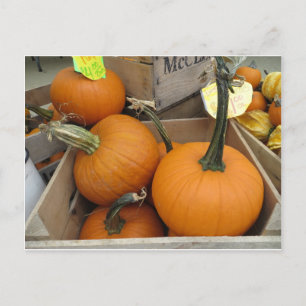 Carte Postale Bunch citrouille