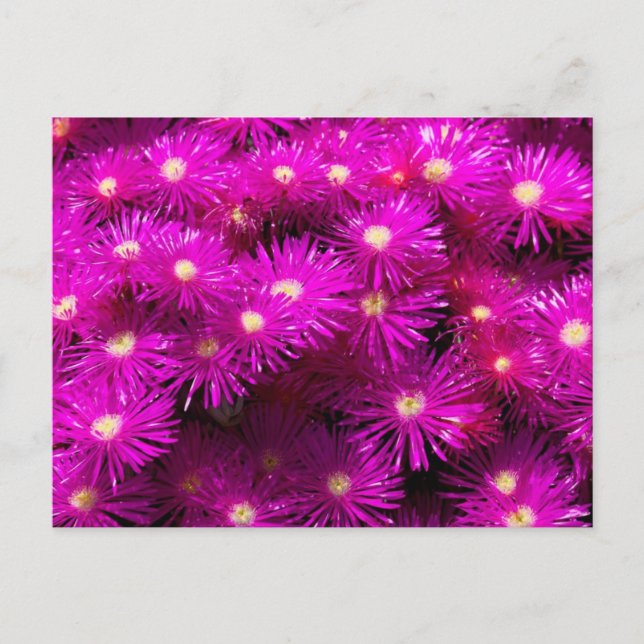 Carte Postale Bunch de fleurs d'aster rose (Devant)
