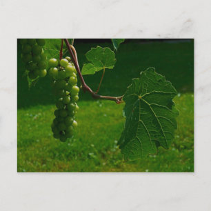 Carte postale Bunch Of Grapes