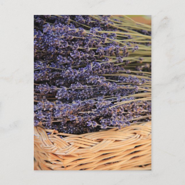 Carte Postale Bunches de Lavendel (Devant)