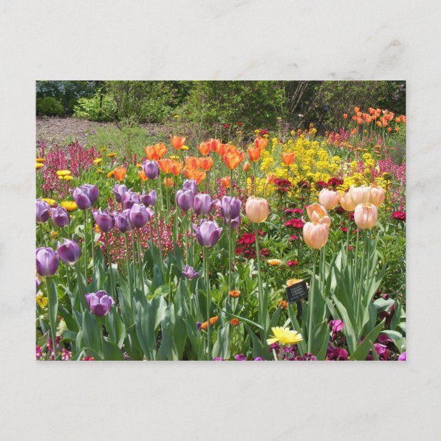 CARTE POSTALE BUNCHES DE TULIPS (Devant)