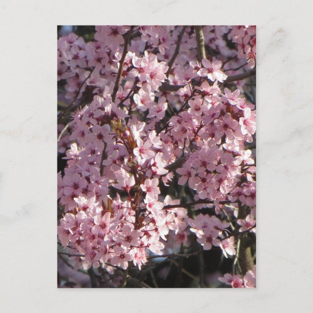 Carte Postale Bundle Cherry Blossom (Devant)