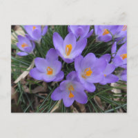 Bundle Crocus