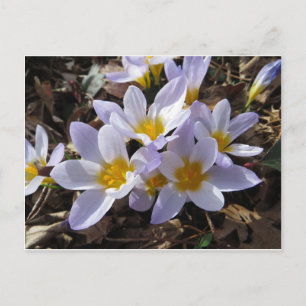 Carte Postale Bundle Spring