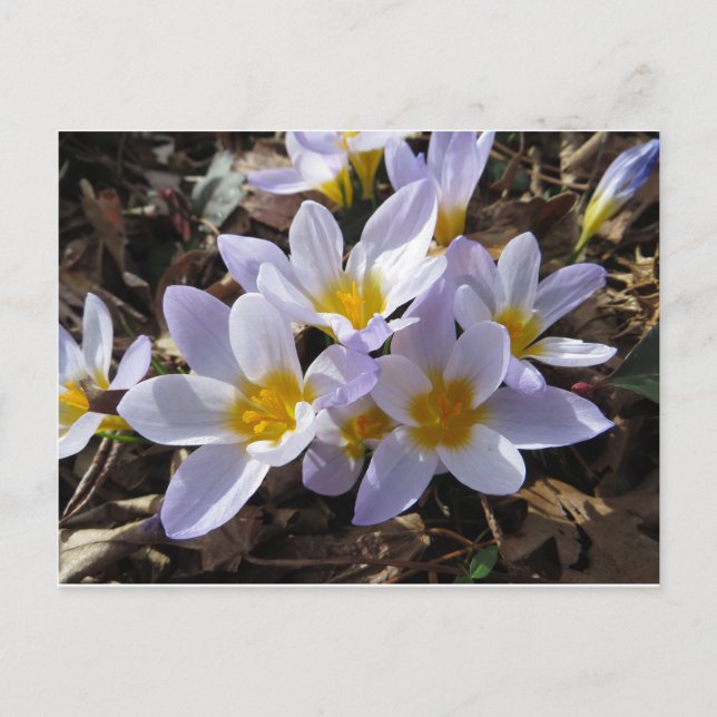 Carte Postale Bundle Spring (Devant)