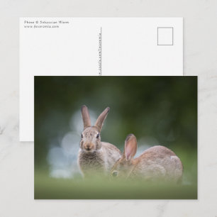 Carte Postale Bunnies Photo de la faune