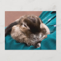 Bunny