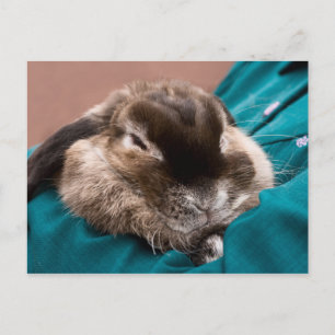 Carte Postale Bunny