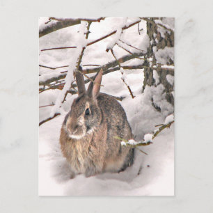 Carte Postale Bunny à la recherche de refuge