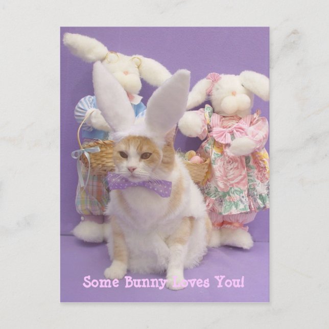 Carte Postale Bunny Bubba (Devant)