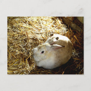 Carte Postale Bunny de paille