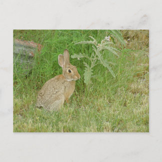 Carte Postale Bunny Tellement mignon