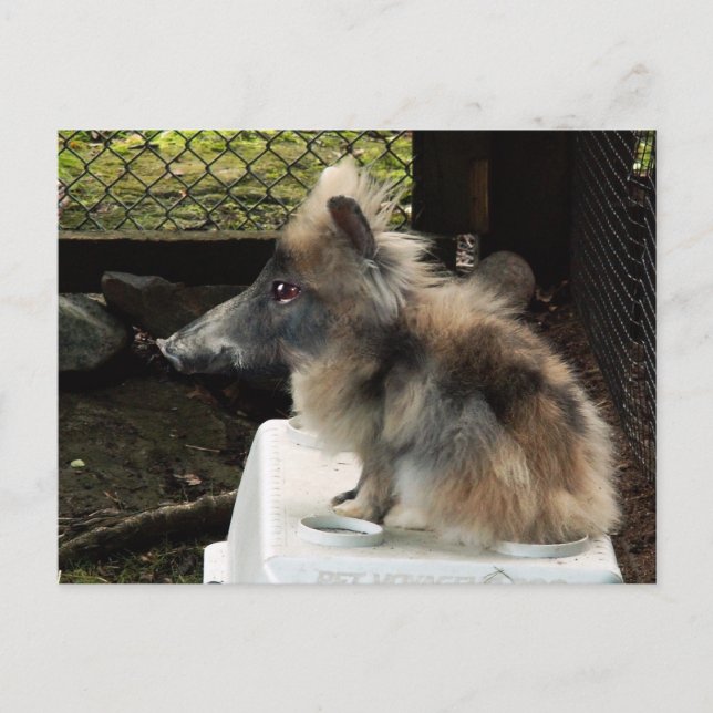 Carte postale Bunnypig (Devant)