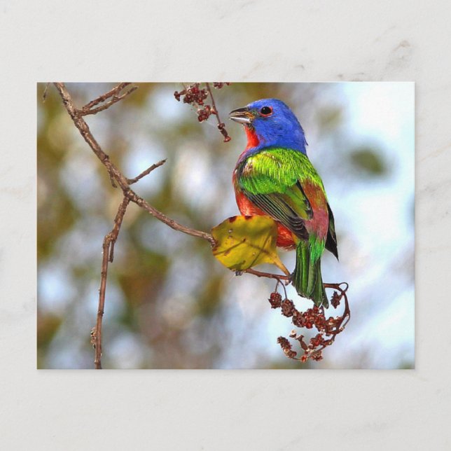 Carte Postale Bunting peint, bel oiseau coloré (Devant)