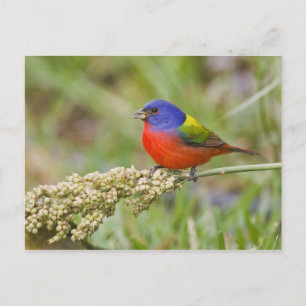 Carte Postale Bunting peint (ciris passeriens) alimentation mâle
