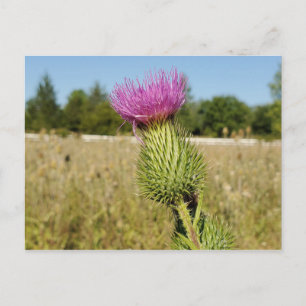 Carte postale Burdock Thistle