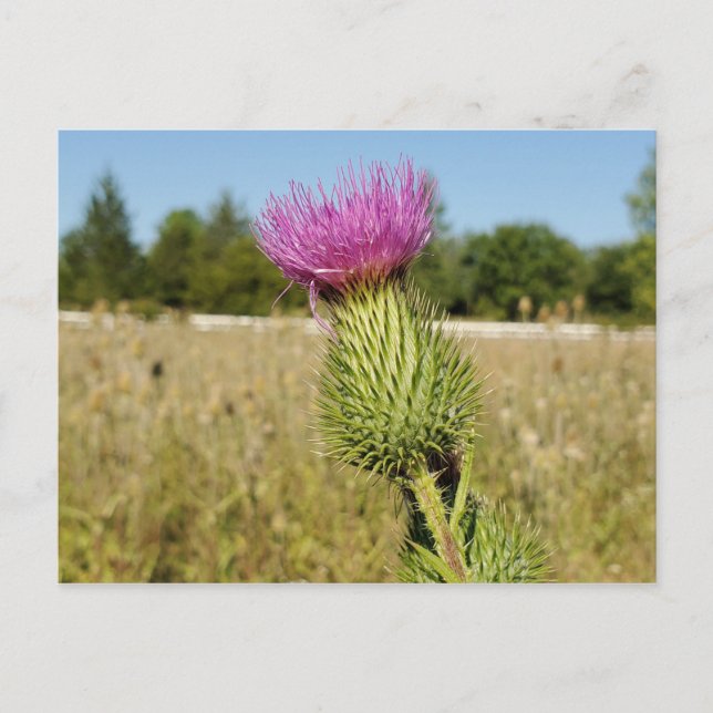 Carte postale Burdock Thistle (Devant)