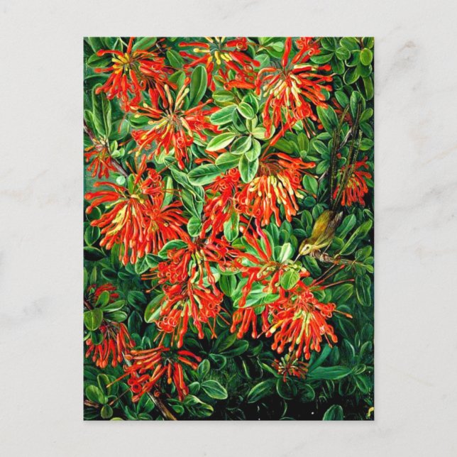 Carte Postale Burning Bush et Emu Wren du Chili, art (Devant)