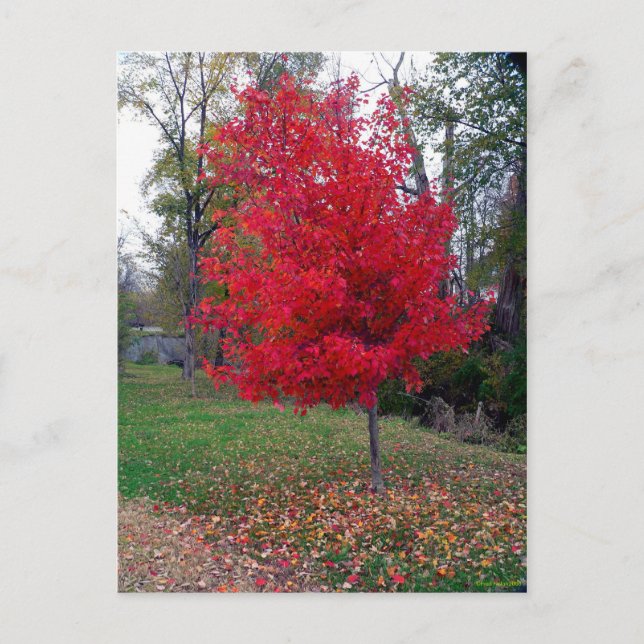 Carte Postale Burning Bush Postcard (Devant)