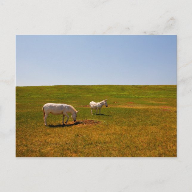 Carte Postale Burros, Custer State Park, Dakota du Sud (Devant)