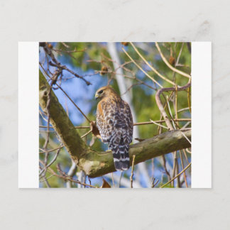 Carte Postale Buse à épaulettes rouge